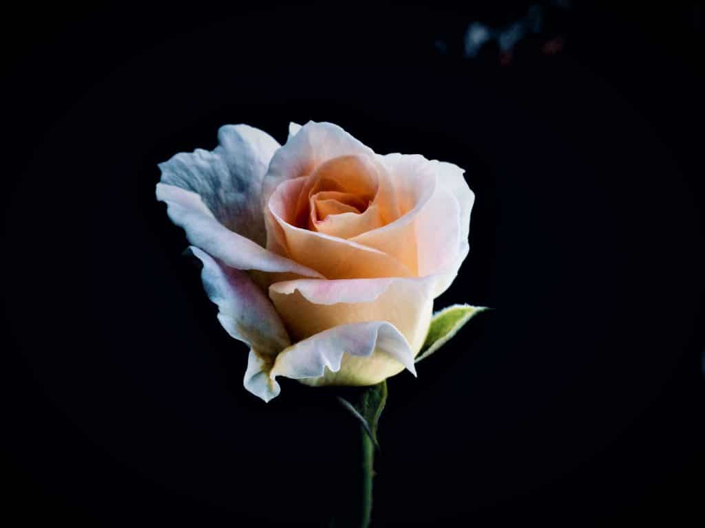 Une rose pastel