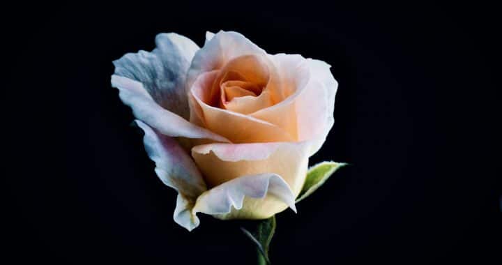 Une rose pastel